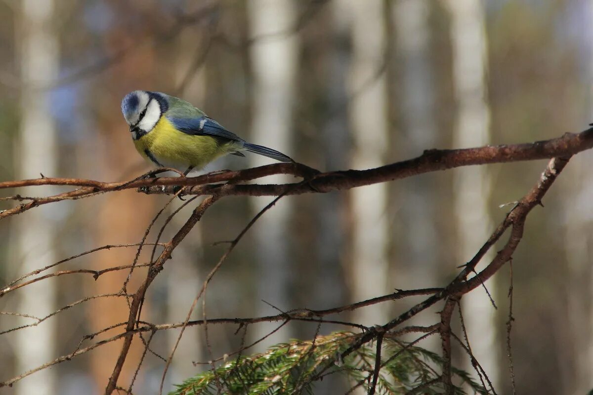 обыкновенная лазаревка. большая синица. синица. лесная синица. синица лазаревка в лесу.