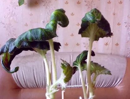 У бегонии скручиваются