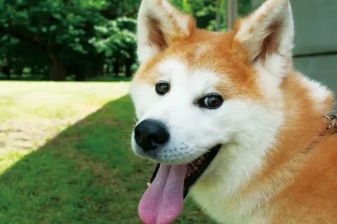 Homeland of the Akita Dog.Get to Know Akita Dogs - WAttention.com
