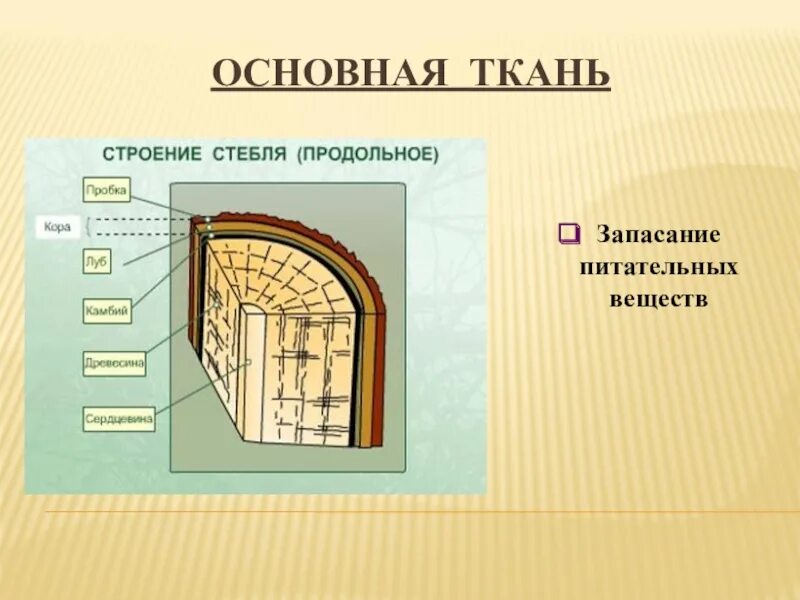 Какую функцию выполняет ткань камбий. Строение стебля 6 класс биология. Строение стебля дерева камбий. Строение стебля биология 6. Внутреннее строение стебля.