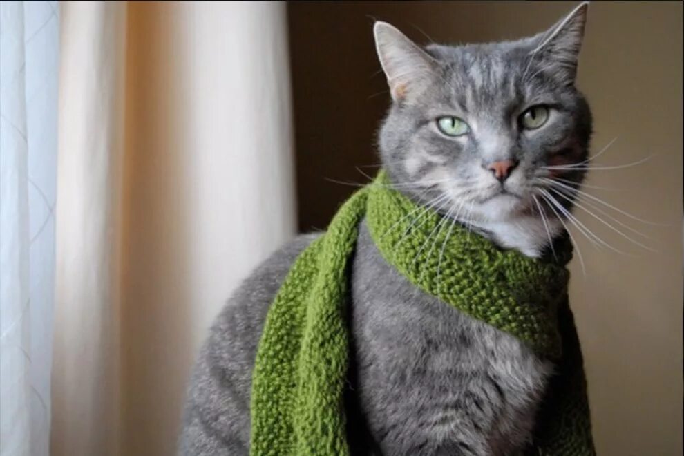 Котик мод. Модная кошка. элегантные коты. одежда для кошек. котики с одеждой.