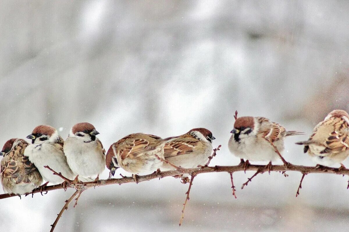 воробей на ветке. воробей в лесу. снежный воробей. воробей на снегу. птицы зимой.