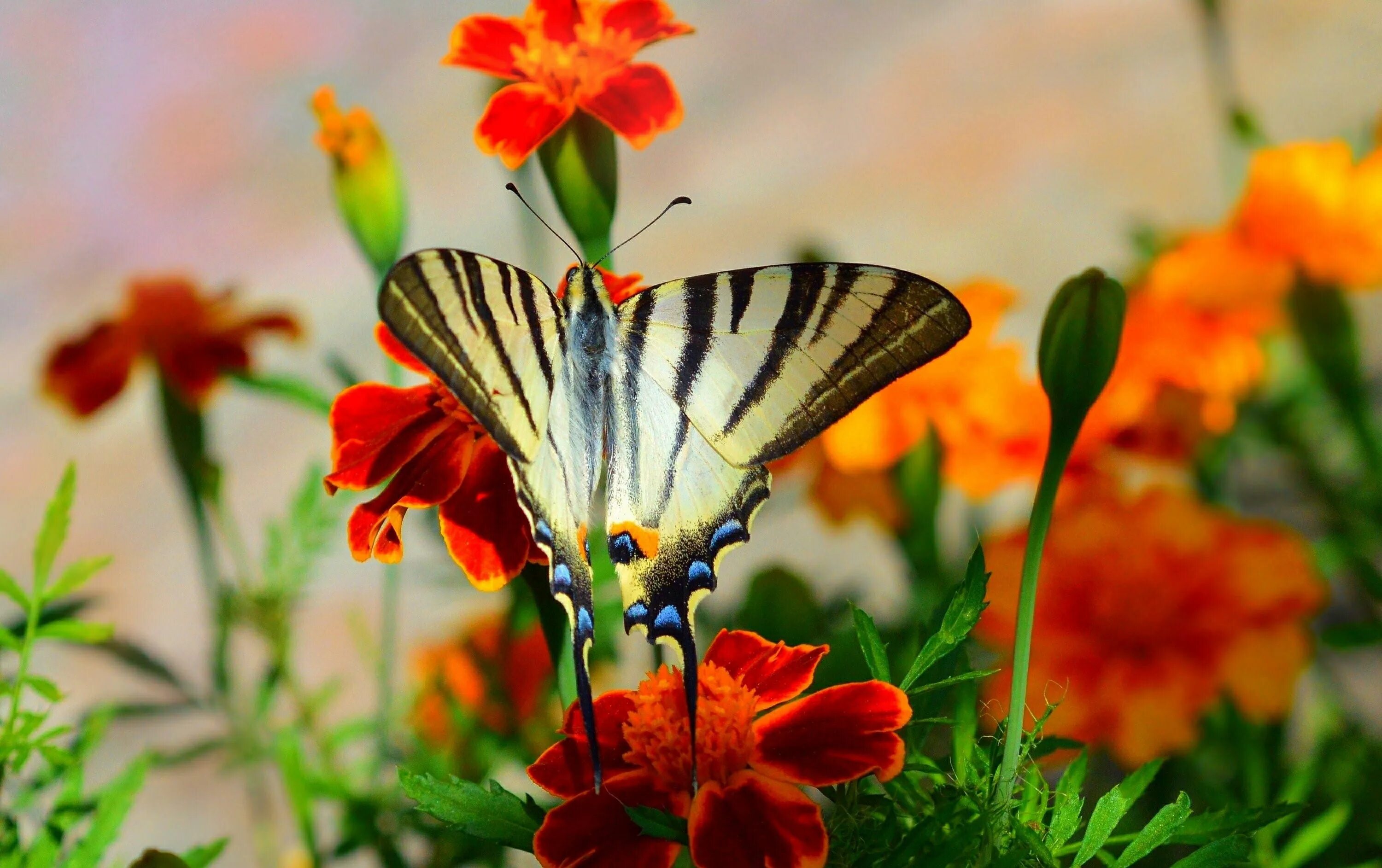 Красивые бабочки на цветах. Бабочка на цветке. Красивые бабочки. Яркие бабочки.