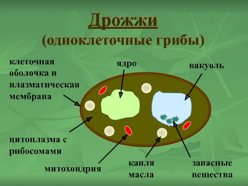 Съедобные многоклеточные грибы. Белый гриб одноклеточный. Белый гриб одноклеточный. Строение гриба мукора. Грибы бывают одноклеточными.