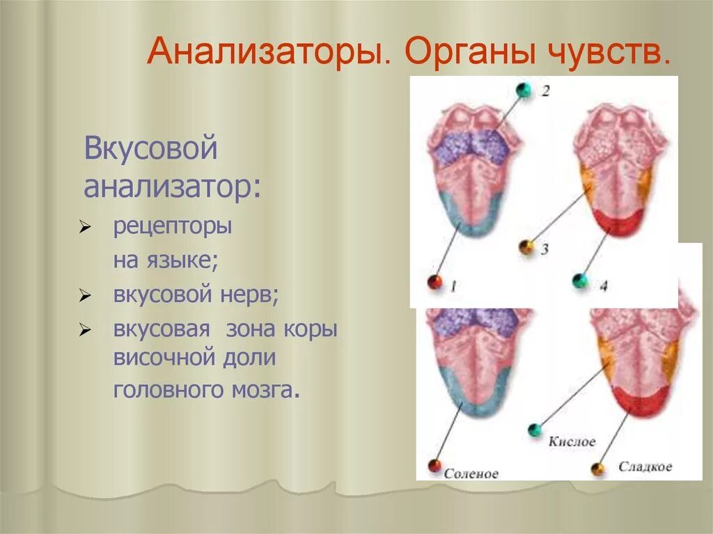 Презентация анализаторы органы чувств. Анализаторы органы чувств. Орган чувств вкусового анализатора. Строение анализаторов органов чувств. Вкусовой анализатор.