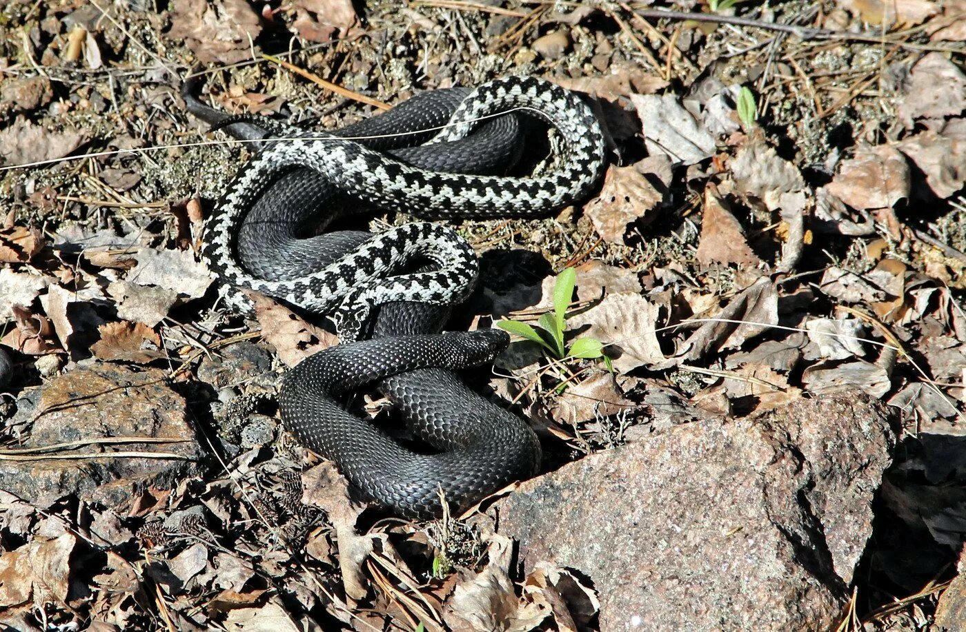 Гадюка фото в подмосковье. Гадюка Никольского (Vipera nikolskii). Шахматная гадюка Кавказская. Гадюка в Саратовской области. Чёрная гадюка змея.