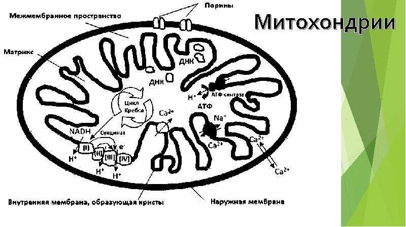 Митохондрия биосинтез белка. Митохондрии окислительный стресс. межмембранное пространство митохондрий. порин в митохондрии. белок в митохондриях.