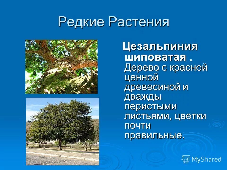 растения растущие в южной америке. растительность южной америки. обитатели южной америки растения. южная америка животные и растения. растительный мир южной америки 7 класс.