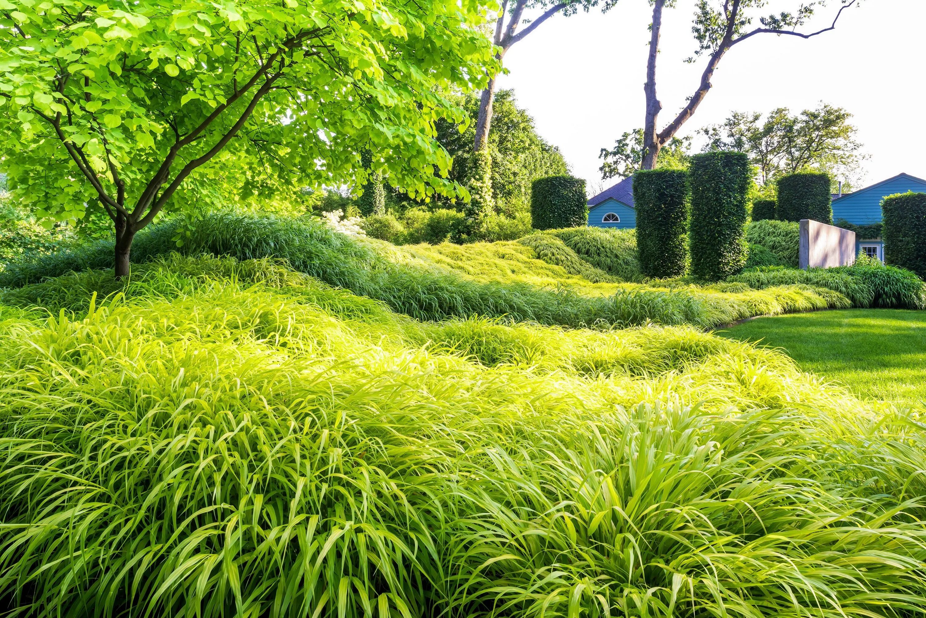 Planted area. Спирея геопластика. Хаконехлоя дерен. Мискантус с хвойными. Ландшафтный дизайнер Кристофер Бредли-Хоул.