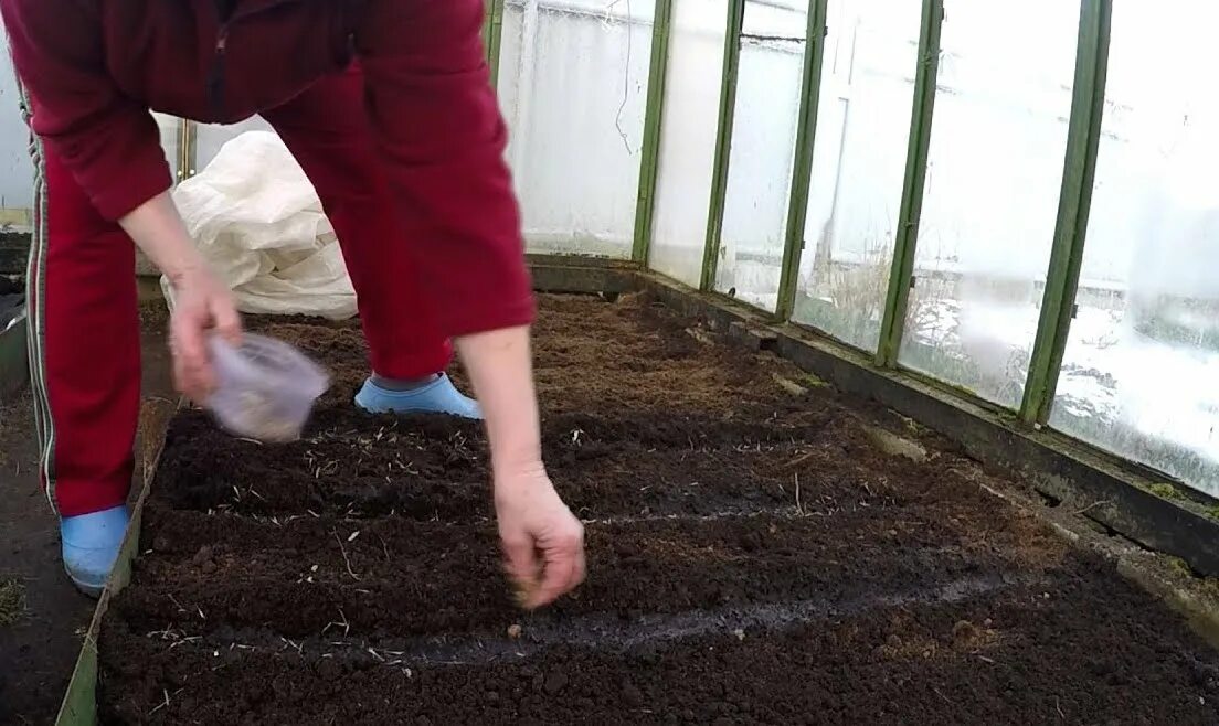 Высадка огурцов в парник семенами. Посадка огурцов в теплице семенами. Посадка семян в тепличку. Семена баклажана высадка для рассады. Всходы огурцов.