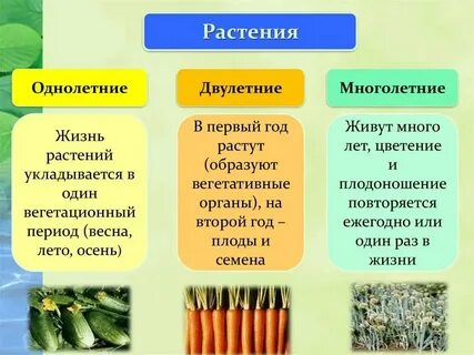 Преобладающая форма растений