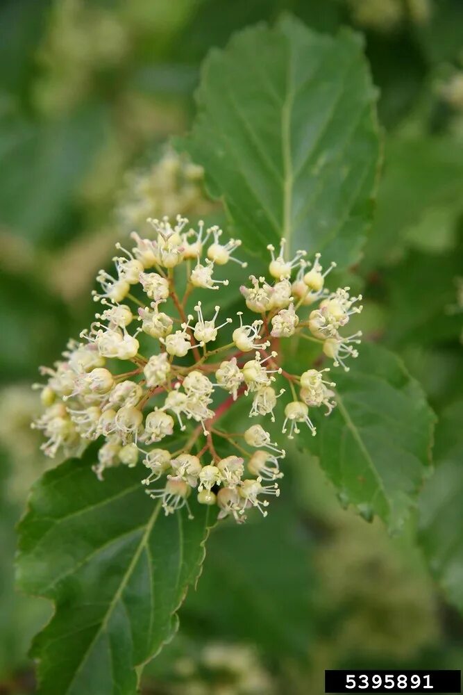 клен татарский медонос. клен татарский черноклен. клен полевой черноклен. черноклен медонос. черноклен медонос.