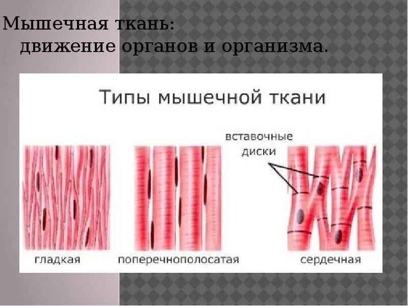 Гладкая мышечная ткань источник. Поперечно Скелетная мышечная ткань. Поперечнополосатая мышечная ткань строение. Поперечно-полосатая Скелетная мышечная ткань в организме. Клетки поперечно-полосатой мышечной ткани.