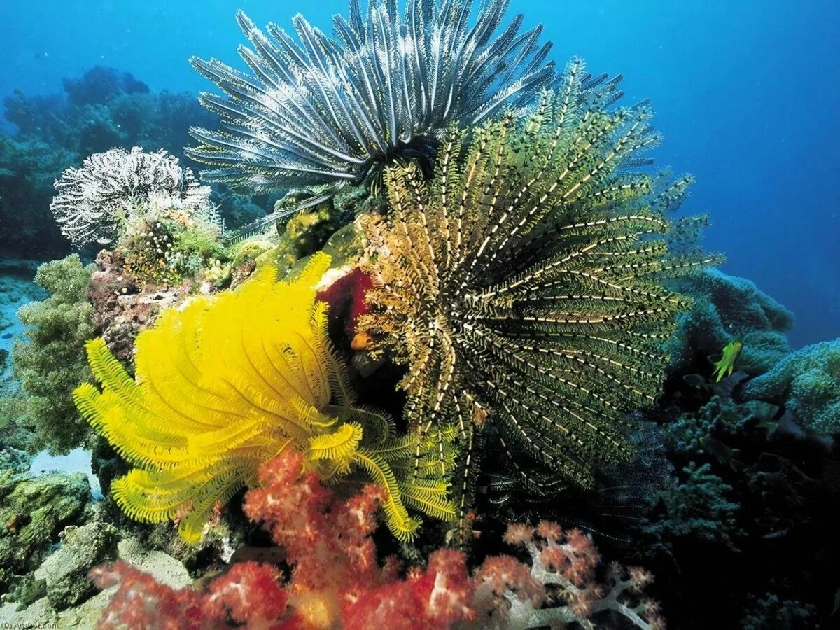 Коралловые рифы Карибского моря. Карибское море коралловые полипы. Животные и растение океанов и морей