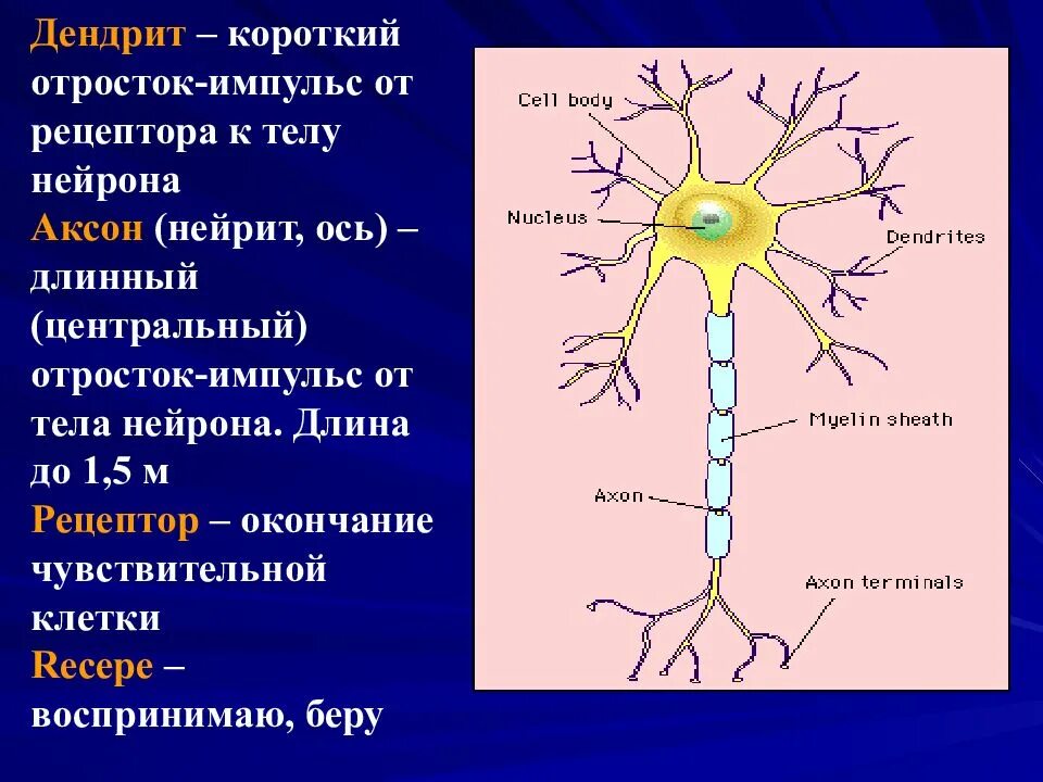 Нервные отростки головного мозга. Строение нерва дендрит. Нервная система дендриты Аксон. Аксоны и дендриты спинного мозга. Строение спинного мозга анатомия Нейроны.