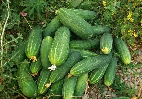 Огурцы сорта водолей