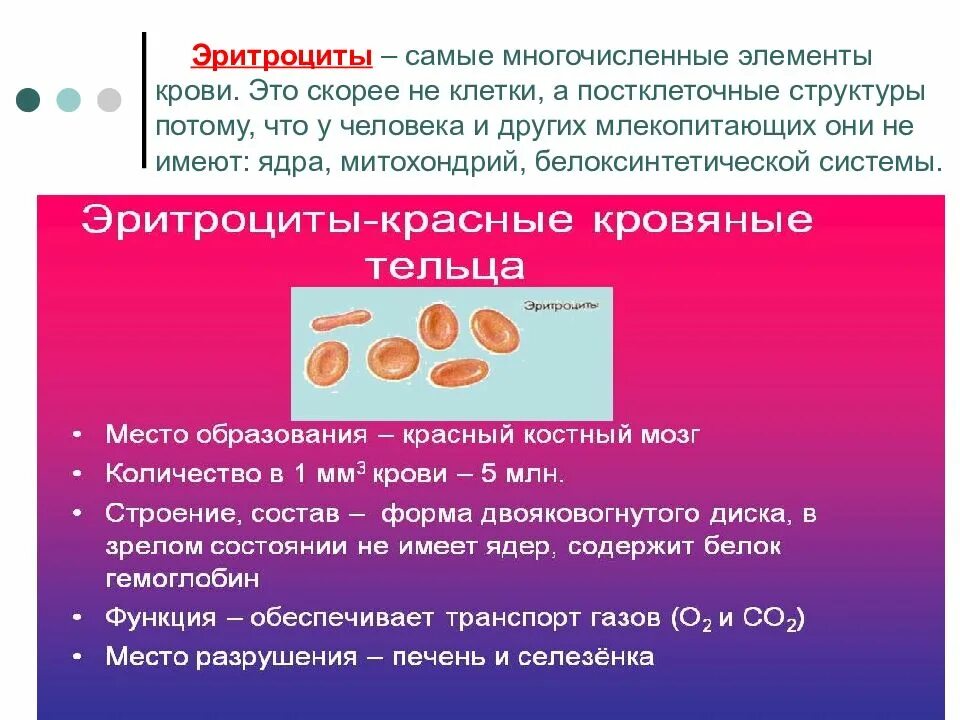 2 функция эритроцитов. Эритроциты. Наиболее многочисленные элементы крови. Эритроциты красные клетки крови. Строение и состав эритроцитов.