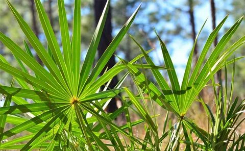 Saw palmetto