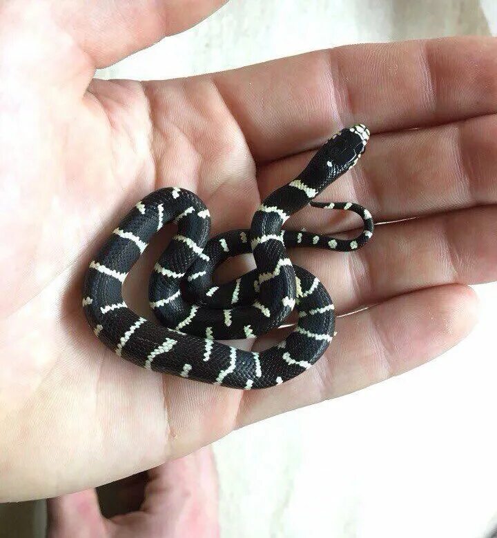 Калифорнийская Королевская змея. Калифорнийская Королевская змея черная. Королевская змея маленькая. Калифорнийская Королевская змея домашняя. Купить змей авито