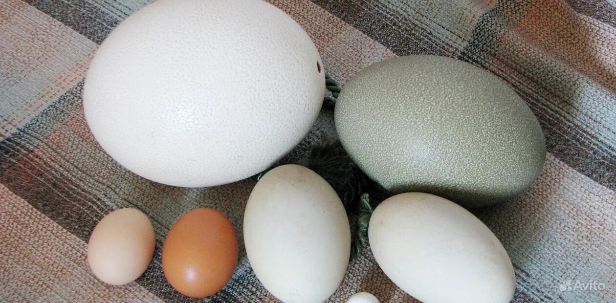 Купить яйца иркутск. Яйца Утиные, гусиные, страусиные, перепелиные. Яйцо Легбар инкубационное. Индюшачьи гусиные и Утиные яйца. Индюшиные яйца.