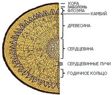 Заболонь это