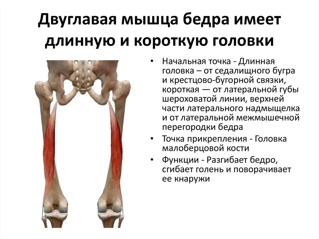 Мышцы крепление функции. Точки крепления двуглавой мышцы бедра. бицепс бедра анатомия места крепления. крепление бицепса бедра мышцы. 2 двуглавая мышца бедра.