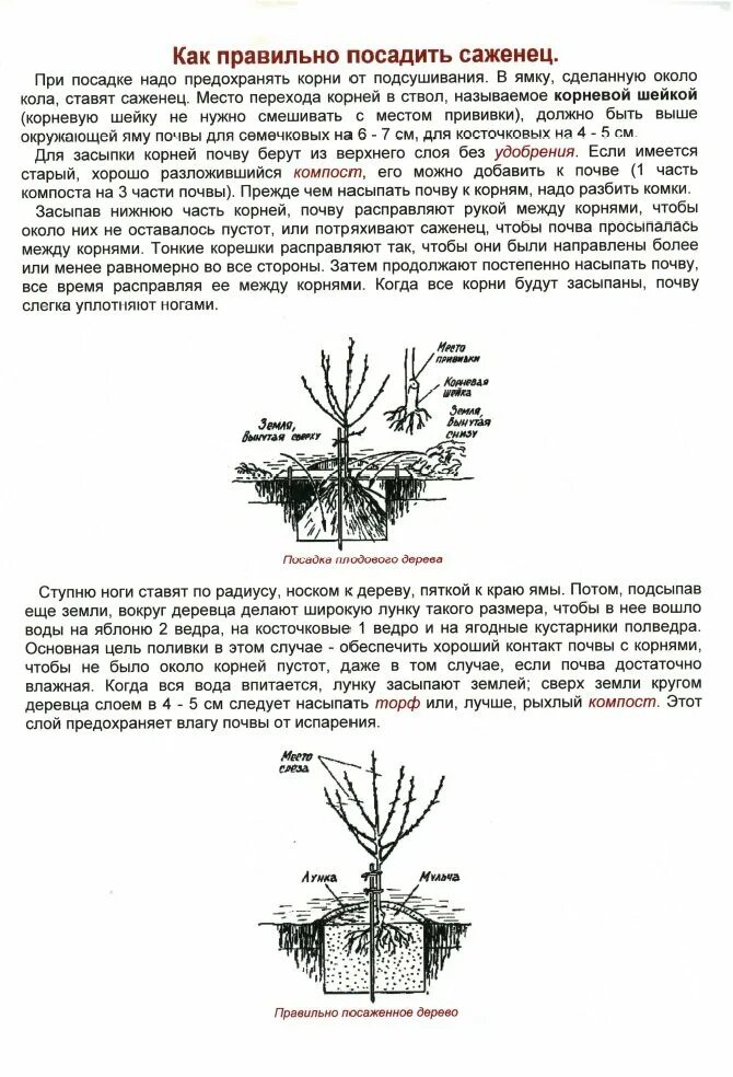 Корневая шейка дерева. Корневая шейка у вишни. Правильная посадка вишни войлочной. Корневая шейка саженца черешни. Предлагать способ пересадки деревьев