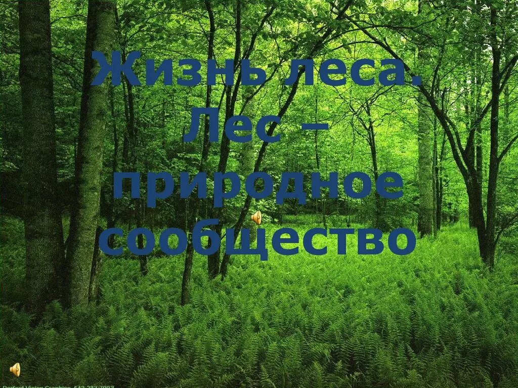 Жизнь леса 2 класс окружающий мир. Жизнь леса картинки. Проект жизнь леса. Природное сообщество лес 3 класс. Лес природное сообщество тест.