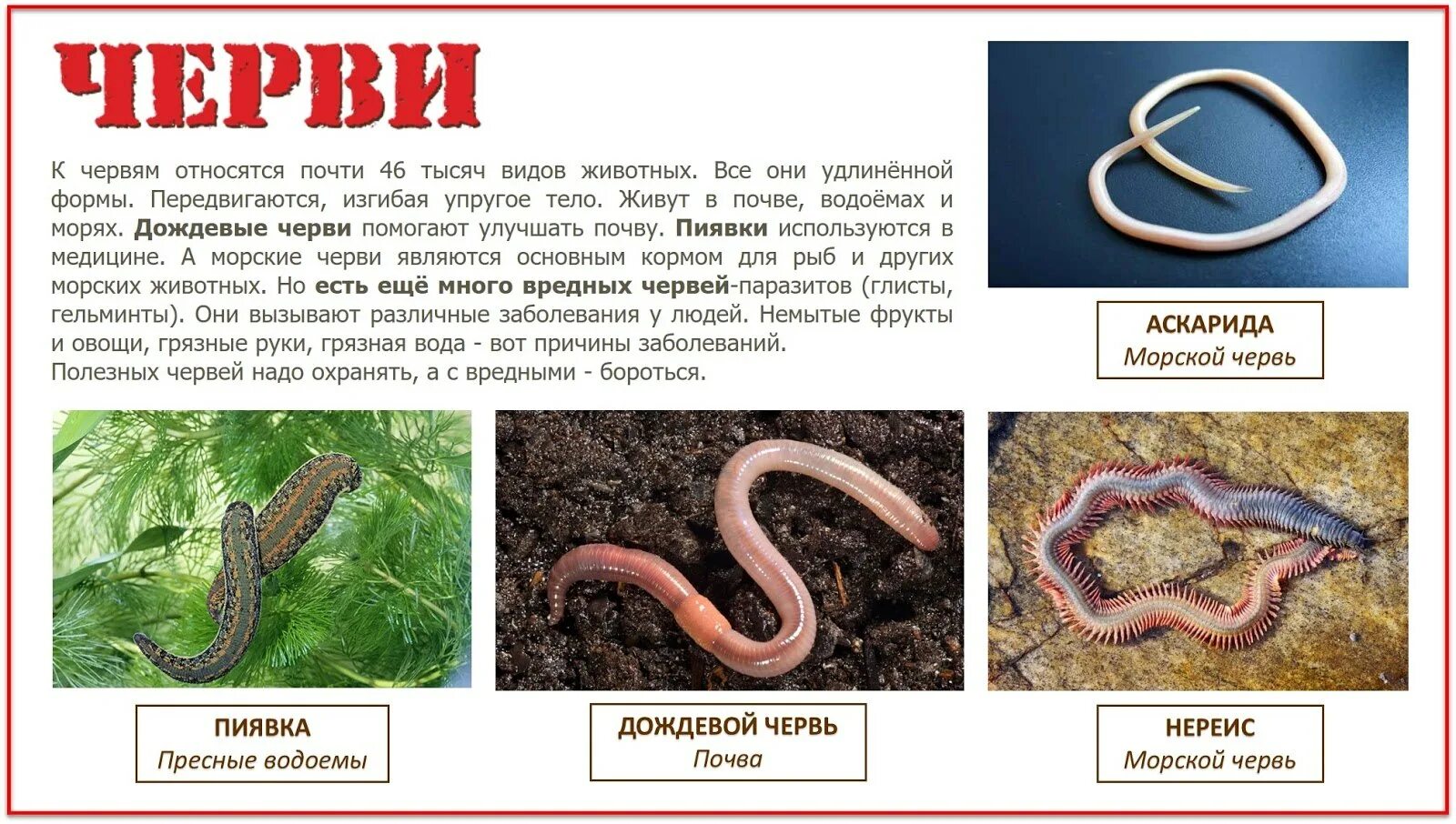 Дождевой червь тип круглые черви. К какому классу относятся дождевые черви. к какому классу относится червяк дождевой. к какой группе относятся черви. червь относится к классу.