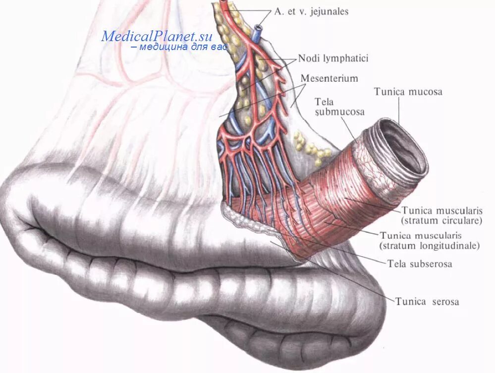 Двенадцатиперстная тощая подвздошная кишка. Брыжейка тонкой кишки анатомия. Брыжейка тонкой кишки строение. Брыжейка тонкого кишечника анатомия. Строение брыжеечной части тонкой кишки анатомия.