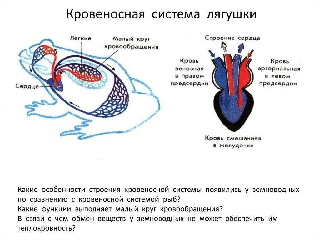 В легкие млекопитающих поступает кровь. Кровеносная система амфибий схема. Кровеносная система личинки лягушки. Система кровообращения лягушки схема. Кровеносная система лягушки 7 класс биология.