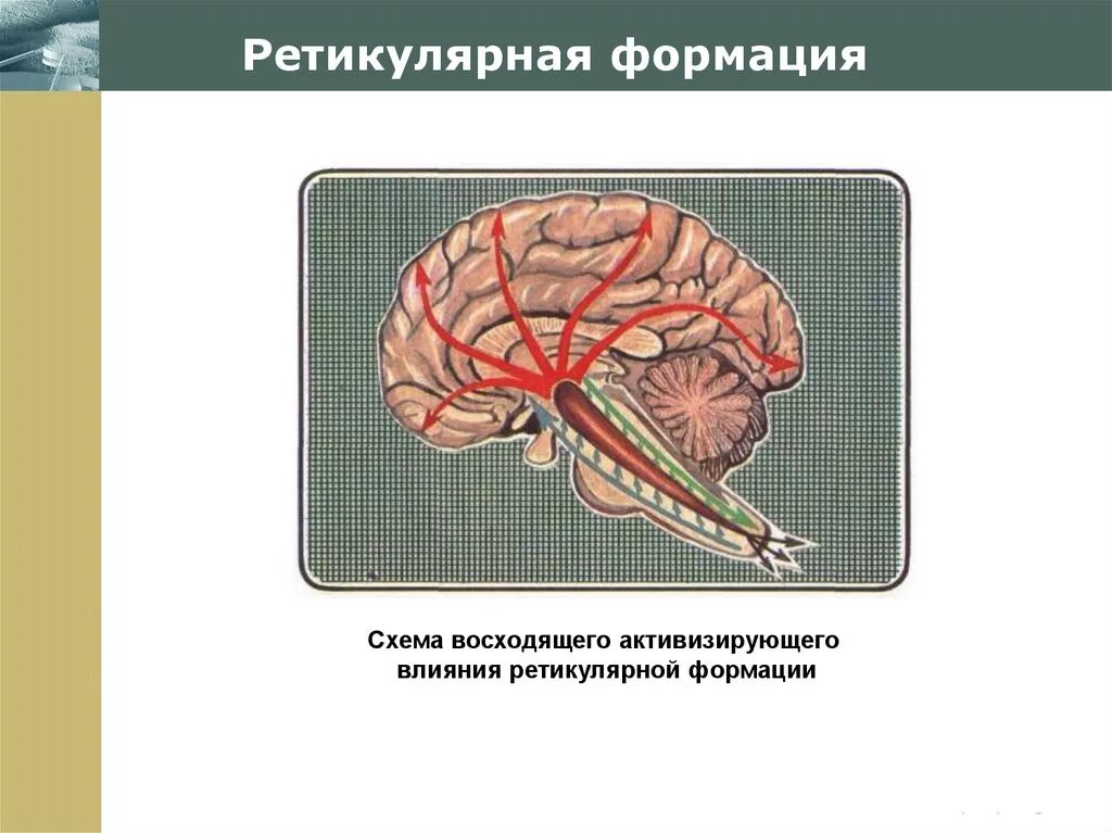 Ретикулярная формация анатомия. Ретикулярная (сетевидная) формация. Ретикулярная формация, ее топография,. Патофизиология ретикулярная формация.