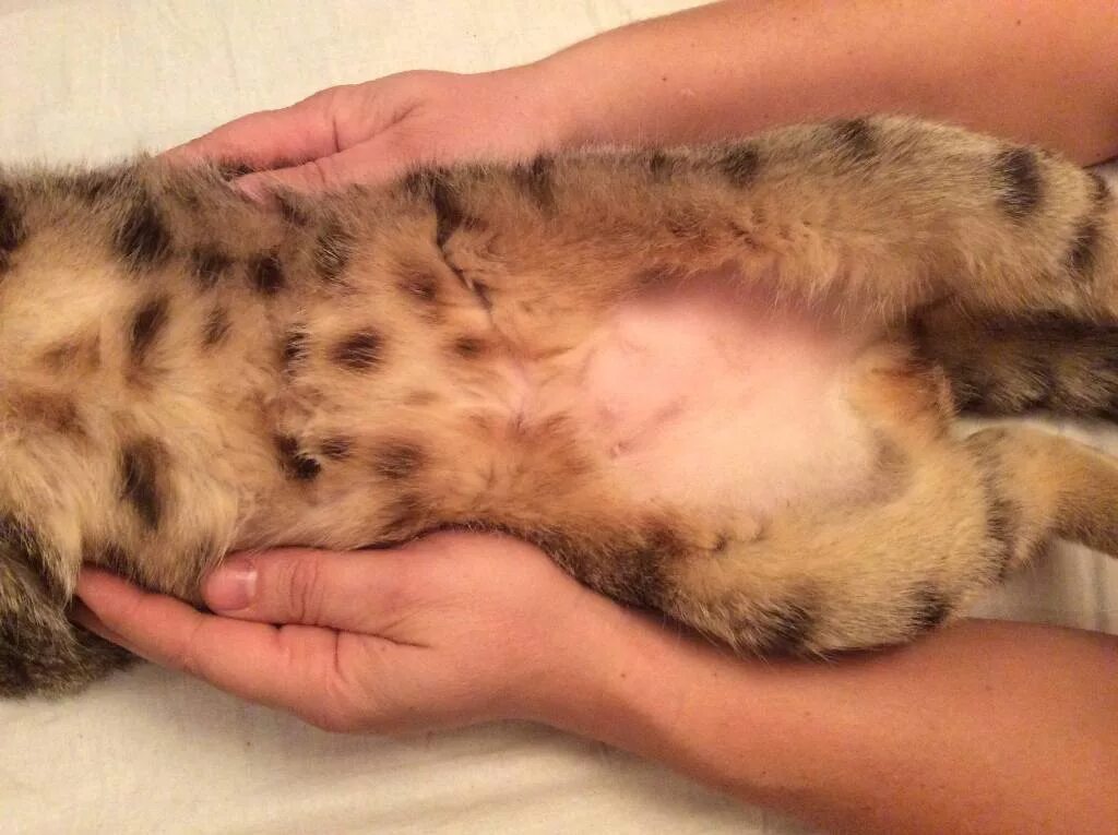 кот вылизывает шерсть на животе. кошка вылизывает живот до лысины. кошачье пузо. лысеет британская кошка. кошка вылизывает живот до лысины.