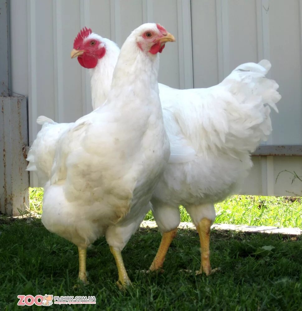 Colour varieties of bantam Ispenç chicken Download Scientific Diagram