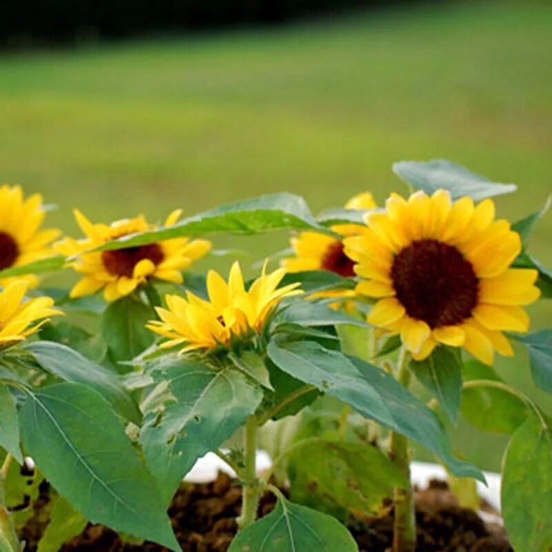 Подсолнух санрич оранж. Мини подсолнух. Подсолнух peach passion f1. Подсолнечник карликовый мисс саншайн. Подсолнух мини магма.