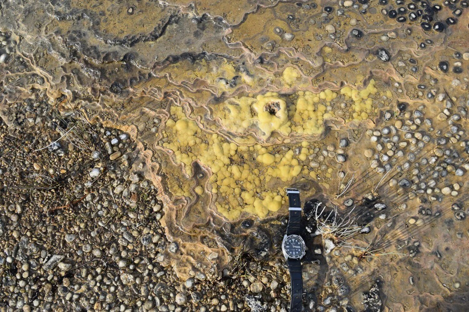 The research team an unusual fossil