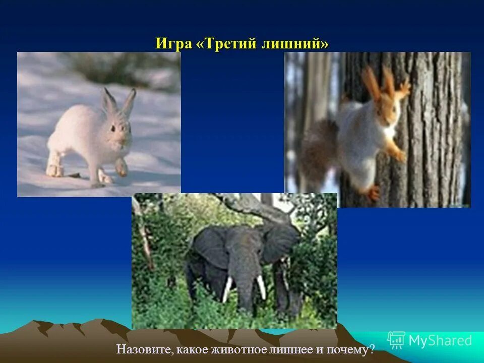 животные родного края. лиса из красной книги. рассказ о животных родного края. сообщение животные родного края. сообщение животные родного края.