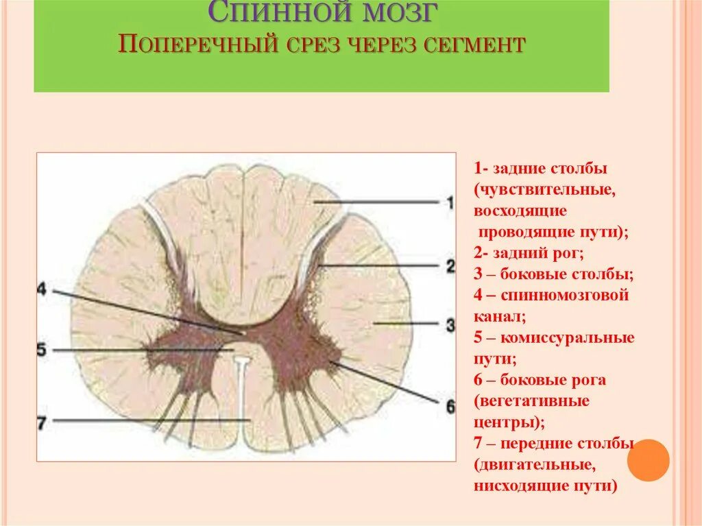 Спинной мозг обозначения. Спинной мозг строение поперечный срез. Внутреннее строение спинного мозга поперечный разрез. Строение спинного мозга горизонтальный срез. Структуры на поперечном срезе спинного мозга.