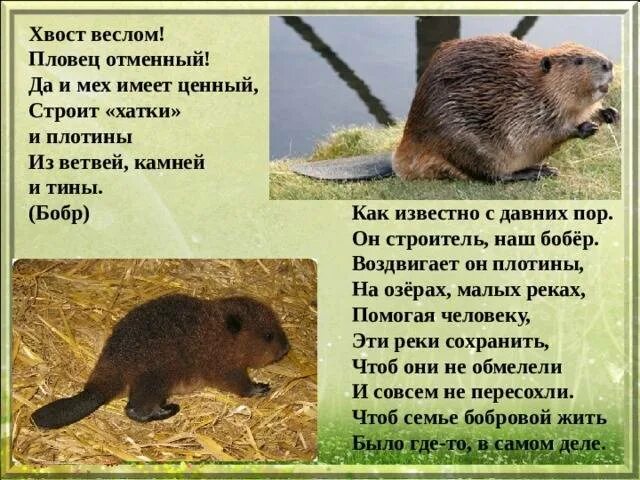 Загадки про бобров. Бобры загадка. Стих про бобра для детей. Загадка про бобра для детей. Загадка про бобра.