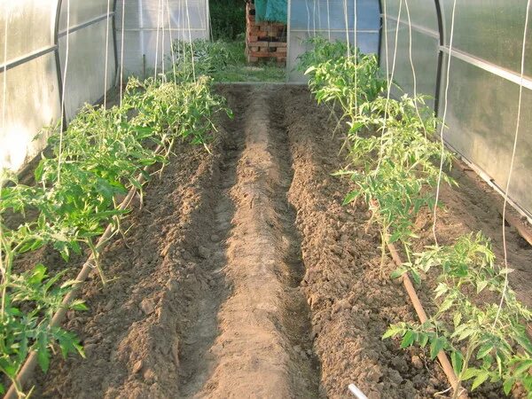 Сколько кустов томатов можно посадить. Посадки в теплице из поликарбоната. Посадка томатов в теплице. Расположение помидор в теплице. Грядки в теплицу 3х6.