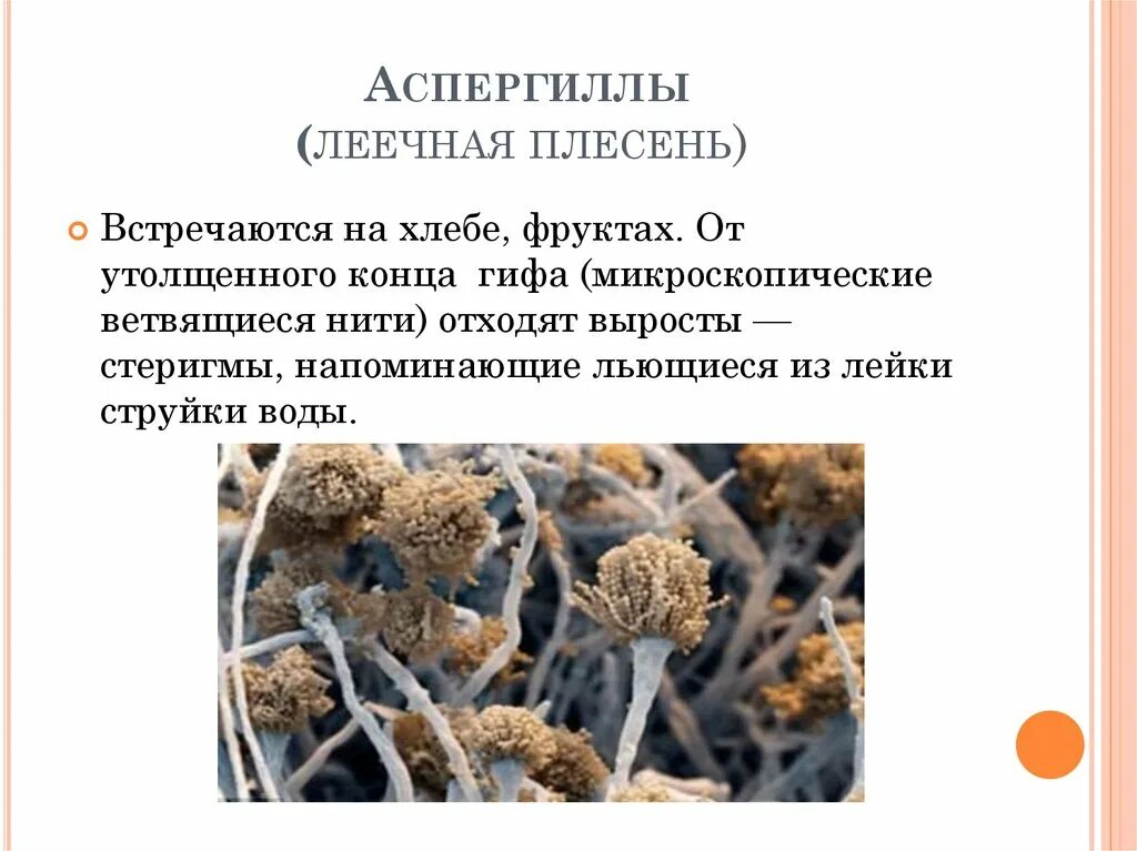 Споры низших грибов. Плесневые грибы аспергилл. Леечная плесень Aspergillus. Плесневый гриб аспергилл. Плесневые грибы рода Aspergillus.