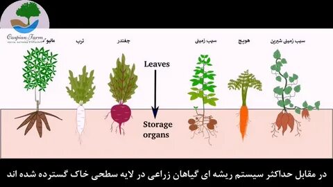 Plant biology