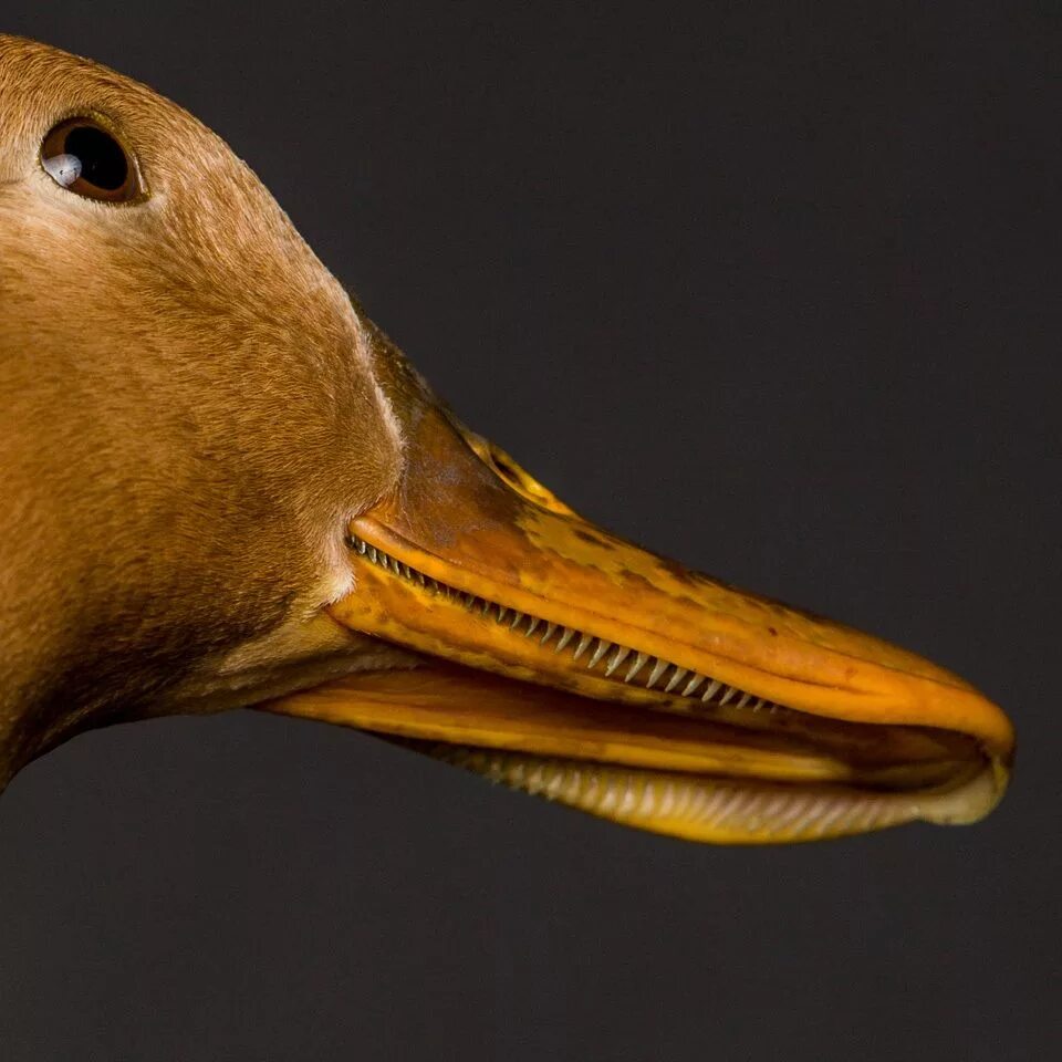 Duck s. Beak&gt; 2012. natey beak face. human eat duck. higher beak!.