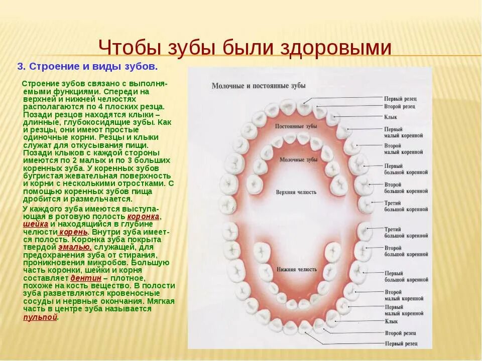 Какой зуб для какой пищи. Строение челюсти название зубов верхней. наименования зубов нижней челюсти. вид зубов человека спереди. жевательные зубы верхней челюсти.