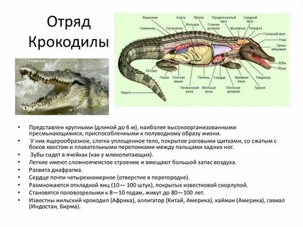 Признаки крокодилов