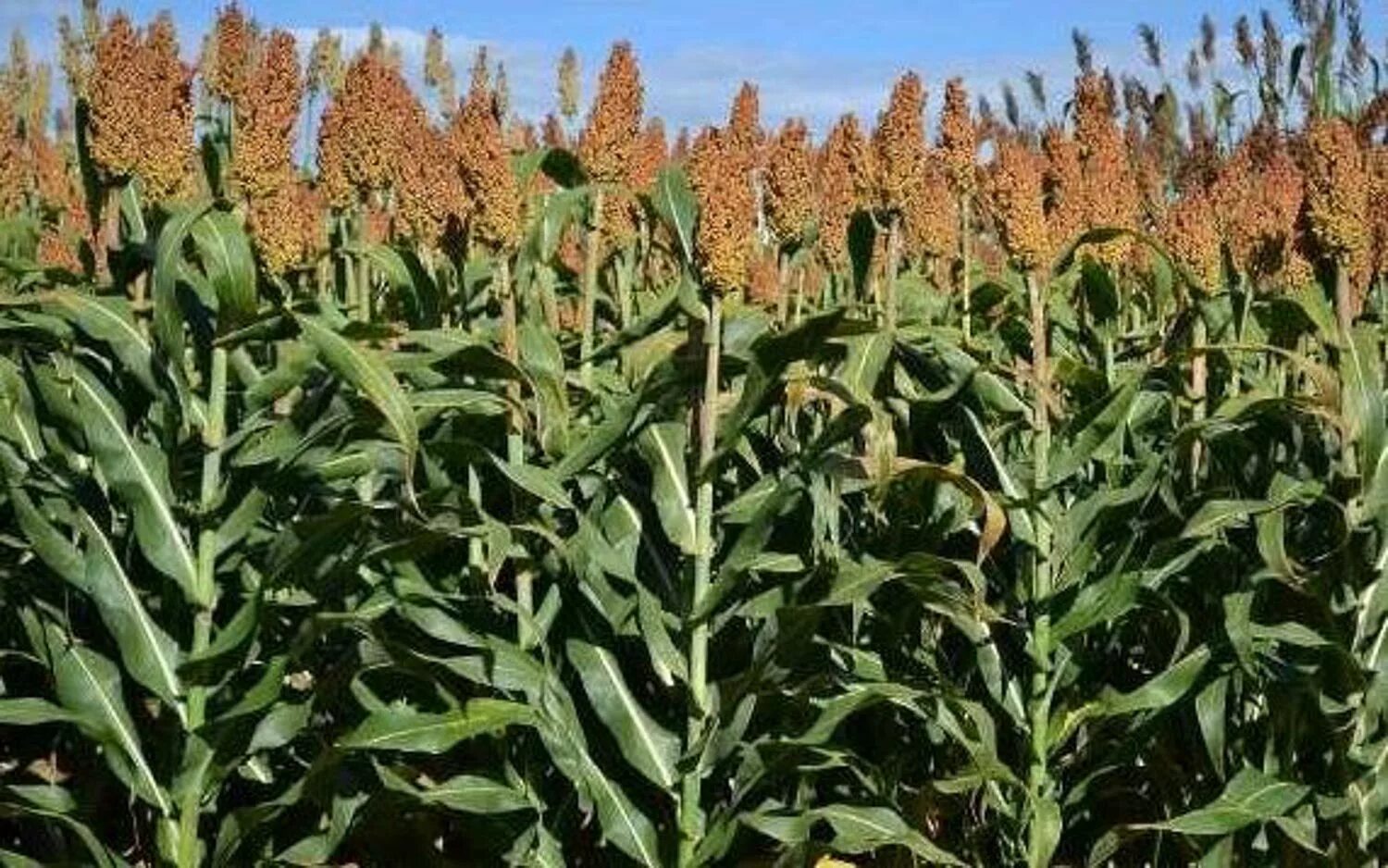 Растение сорго. Сорго родина. сорго красное. солома сорго. sorghum vulganense.