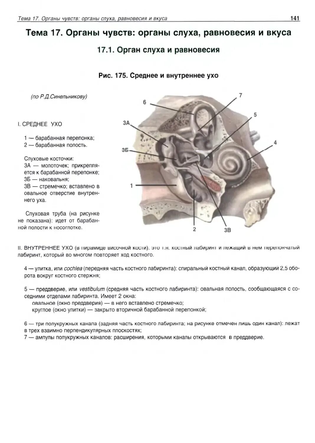 Среднее ухо имеет значение. Овальное окно барабанной полости. овальное окно барабанной полости среднего уха. среднее ухо анатомия синельников. среднее ухо гистология.
