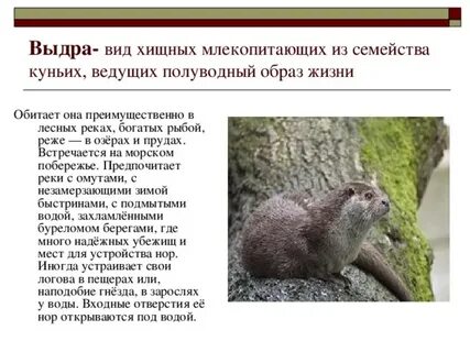 Редкие животные ленинградской