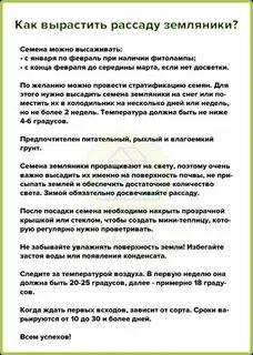 Как вырастить рассаду земляники?