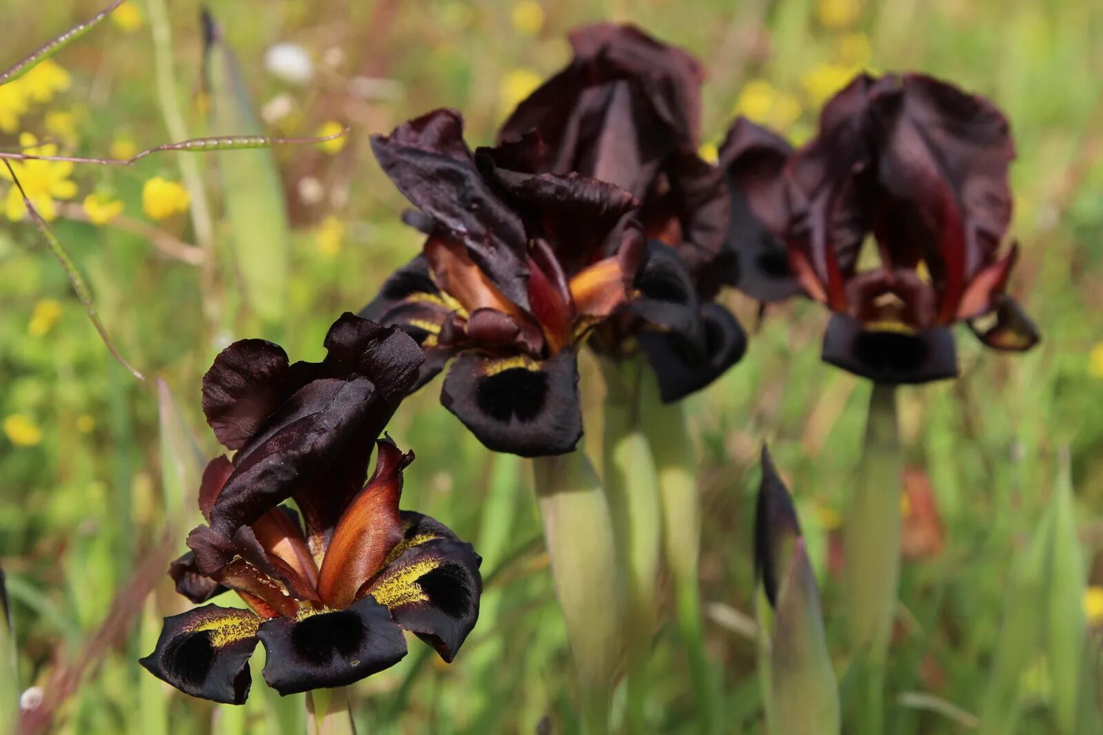 ирис жж. ирис акварель. ирис дэвил бейби. Iris musulmanica. ирис жж.